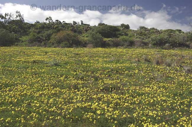 Blühedes Feld auf Gran Canaria
